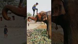 Please sporrt me 🙏👍 elephant animals funny shorts youtubeshorts love sad viralvideo status [upl. by Ekeiram]