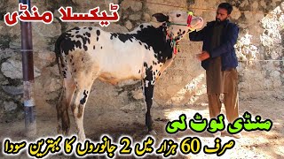 Taxila Mandi Latest Update 24 November 2023  Mandi Lot Li Sasta Soda [upl. by Ydrah265]