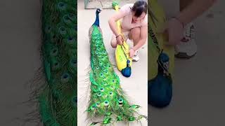 Peacock के साथ क्या किया लड़की ने 😱shorts tranding youtubeshorts peacock [upl. by Agretha]