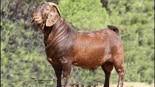 Kalahari Red  Goat Breed [upl. by Afital]