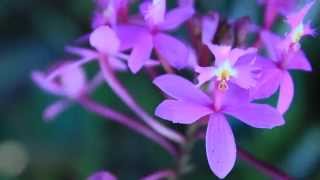 ALL ABOUT THE EPIDENDRUM ORCHIDS [upl. by Trevor]