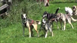 DogsleddingOnWheels at Eden Dogsledding [upl. by Lyn561]