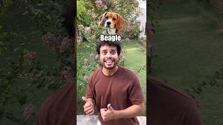 If these dog breeds were people 🤣🤣 viral trending shorts [upl. by Madaih29]