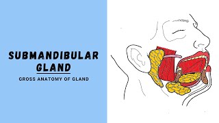 Submandibular Salivary Gland Anatomy [upl. by Aetnuahs]