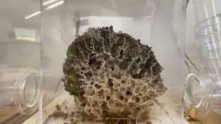 Leaf Cutter Ants  4 Months Timelapse  Acromyrmex Octospinosus [upl. by Wexler310]