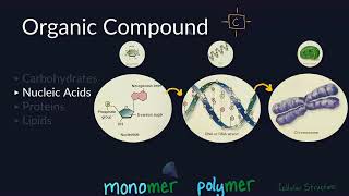 What Are Monomers and Polymers  Monomers and Polymers Part 1 [upl. by Graehl]