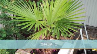 Growth rate trachycarpus 20112018 [upl. by Weismann]