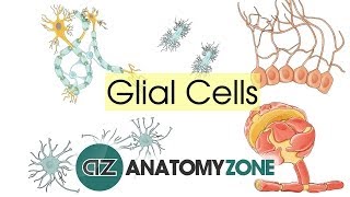 Glial Cells  Neuroanatomy Basics  Anatomy Tutorial [upl. by Elsey]