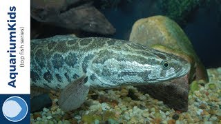 THE TOP 10 AGGRESSIVE FRESHWATER FISH HD [upl. by Atilamrac]