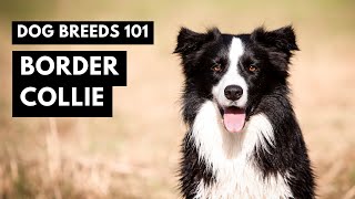 Border Collies 101 Everything You NEED to Know About Border Collies [upl. by Nahte]