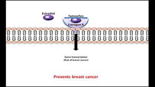 Tamoxifen  Mechanism of Action [upl. by Sokcin]