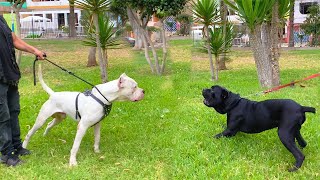 Dogo Argentino frente a Cane corso Dóberman Rottweiler Pastor alemán 🤷‍♂️ [upl. by Nosrej334]