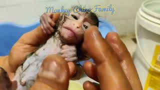 Newborn Baby Monkey Chika First time bathing after playing with Grandma CHIRO 056 [upl. by Glenine]