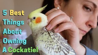 5 Best Things About Owning A Cockatiel [upl. by Ignazio]