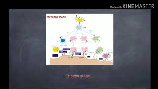 Transplantation and graft rejection [upl. by Lewan]