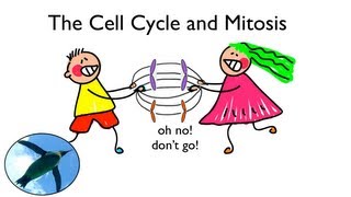 Cell Cycle and Mitosis [upl. by Nwahsid]