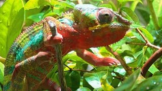 Chamäleon Pantherchamäleon Senegal Chameleons 4K [upl. by Estis]