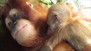 Mother orangutan with newborn infant [upl. by Ayrad]