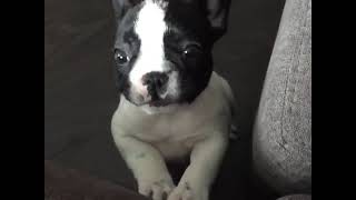 Cute French Bulldog Puppy Cry [upl. by Ahsein]