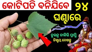 ପଇସାକୁ ଚୁମ୍ବକ ପରି ଟାଣେ ଏହି ଗଛ୨୪ ଘଣ୍ଟାରେ ଭାଗ୍ୟ ଚମକିବAtibala Tree benefits AnuchintaSadhubaniodia [upl. by Nahtnoj724]