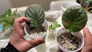 Easiest Way to Propagate African Violets Works 100  Part 2 [upl. by Lyrred]