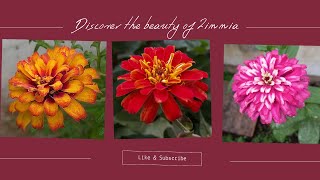 The beauty of three zinnias  Beautiful flowers  Gardening  From seeds to flowers • [upl. by Stafford118]