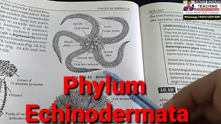 Phylum Echinodermata in HindiUrdu [upl. by Kerr]