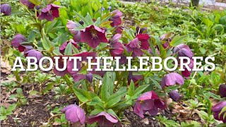 How to Grow Hellebores  5 Easy Care Tips for Stunning Early Blooms [upl. by Assek]