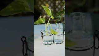 Easily Propagate Pothos for Lush Indoor Growth [upl. by Demetra735]