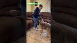 Wicket the Briard  Tricks  ShakeOther Paw clickertraining dogtricks trickdogs briard fluffy [upl. by Spatola]