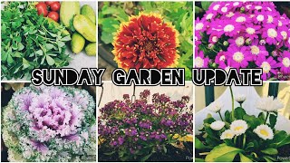 Sunday Garden Update  FloweringFruitVegetable Plants Update And Harvesting [upl. by Garate]