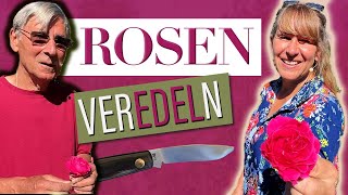 Rosen veredeln  Rosen okulieren  Rosen vermehren  mit John Scarman [upl. by Wenonah526]