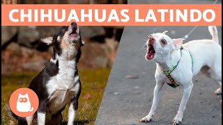 LATIDOS de CACHORROS CHIHUAHUA 🐶🔊 Raiva Feliz e Chorando [upl. by Odrautse736]