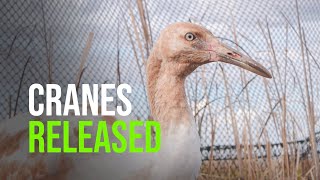 Four Endangered Whooping Cranes Released Into the Wild Thanks to Conservation Partnership [upl. by Donaldson]