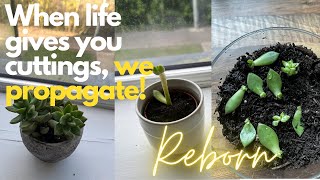 How to propagate succulents from cuttings 🪴 [upl. by Irabaj]