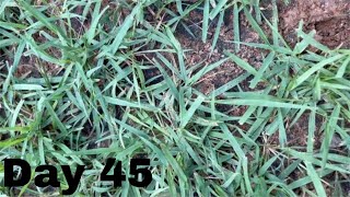 Seed Renovation Update  Seeded Zenith Zoysia  45 Day Update  Fungicide Application [upl. by Goldin826]