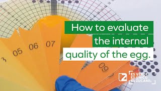 🥚 How to evaluate the internal quality of the egg [upl. by Ayotal]