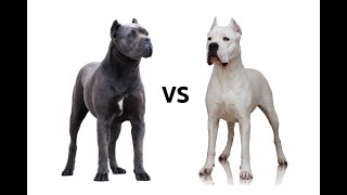 Dogo Argentino vs Cane Corso A Hunting Breed Showdown [upl. by Solotsopa]