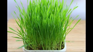 Wheatgrass  How To Grow Organic Wheatgrass At Home Without Soil amp With Soil  Skinny Recipes [upl. by Sacci]