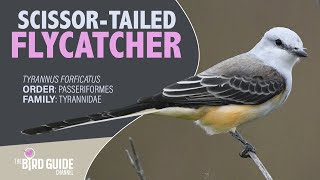 Scissortailed Flycatcher  Forest Bird The Bird Guide Channel [upl. by Crandale139]