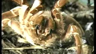 TARANTULAS  Discovery Channel Video [upl. by Alper868]