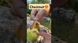 extracting chestnuts 🌰😌chestnuts nature villagelife mountains [upl. by Lemej]