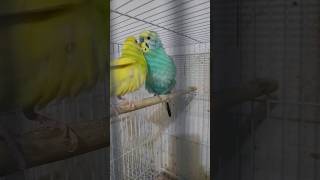 My male parrot wants a Girlfriend [upl. by Ylliw]