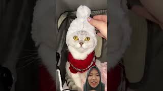 buat kucing [upl. by Atiuqihs177]