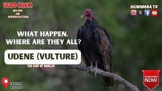 WHAT HAPPEN WHERE ARE THEY ALL UDENE VULTURES geography nature africa [upl. by Karina]