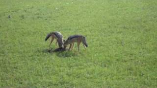 Jackals Hunting a Gazelle  Masai Mara Kenya [upl. by Reider]