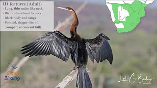 African Darter  Calls [upl. by Kenny]