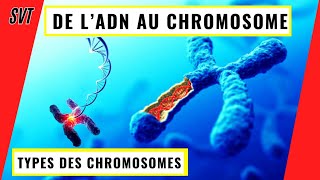 De lADN aux chromosomes comment l’ADN se condense en chromosomes [upl. by Valdas]