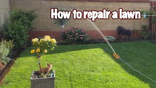 How to repair a lawn [upl. by Bernstein]