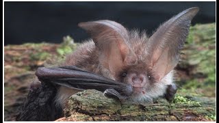 Brown longeared Bat  The British Mammal Guide [upl. by Byler]